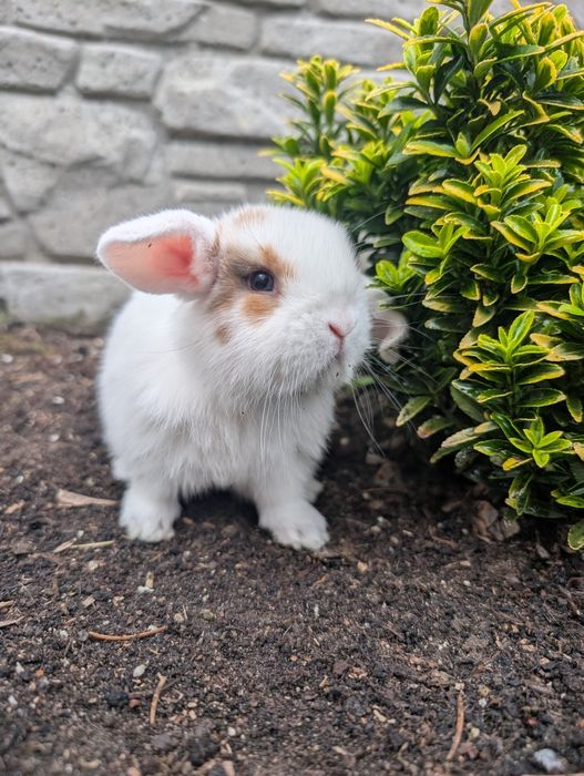 Mini lop, baranek miniaturka, metryka