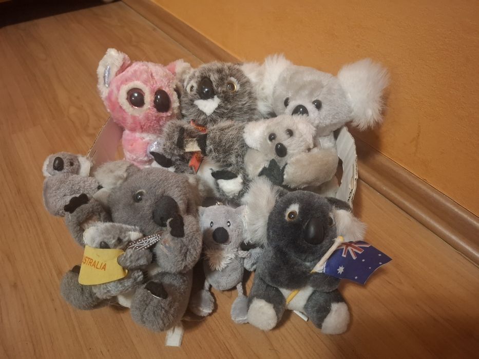 Misie koala zestaw pluszaki wysyłka gratis