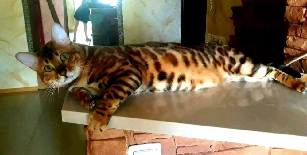 Вязка бенгальского кота