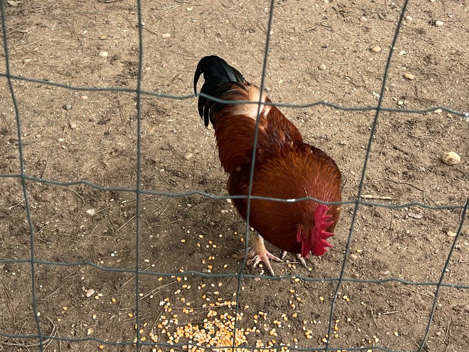 Vendo Galos de criaçao caseira