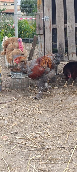 Galos Brahma (light azul, red pyle, perdiz azul)