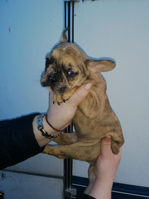 Французики Чистокровні хлопчики та дівчатка є доставка