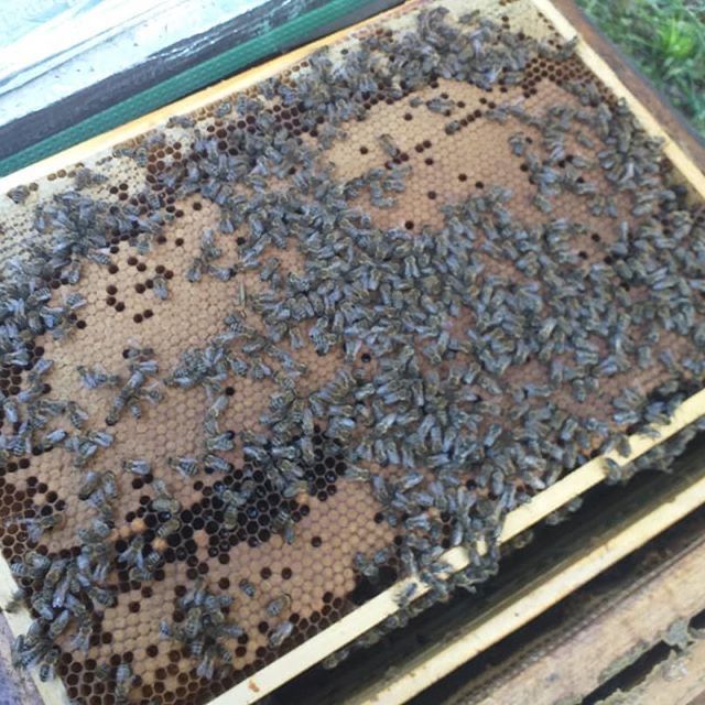 Бджолопакети Карніка Скленар ( Carnica Sklenar) пчелопакеты