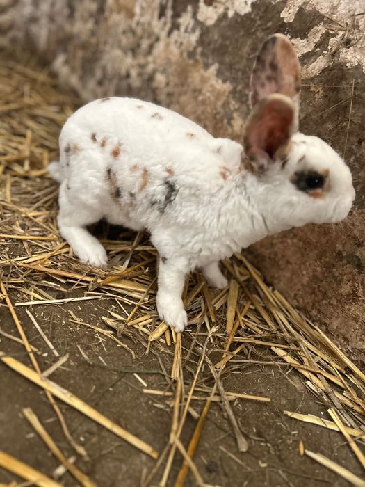 Samiec Rex trójbarwny