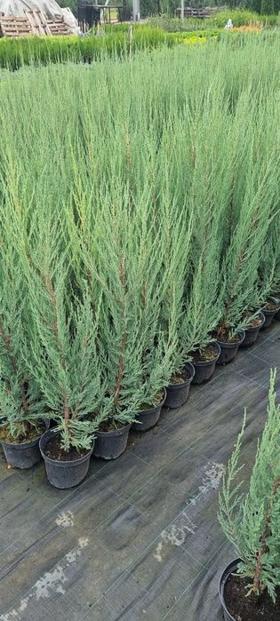 Ялівець Blue Arrow C2