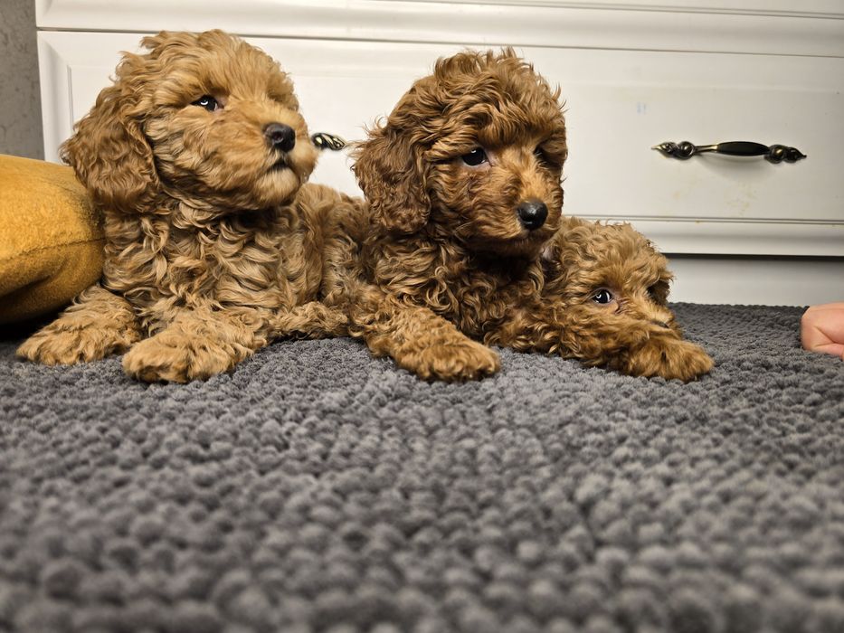 Мальтипу дівчинка