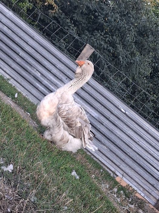 Gęsi tuluskie pszeniczne