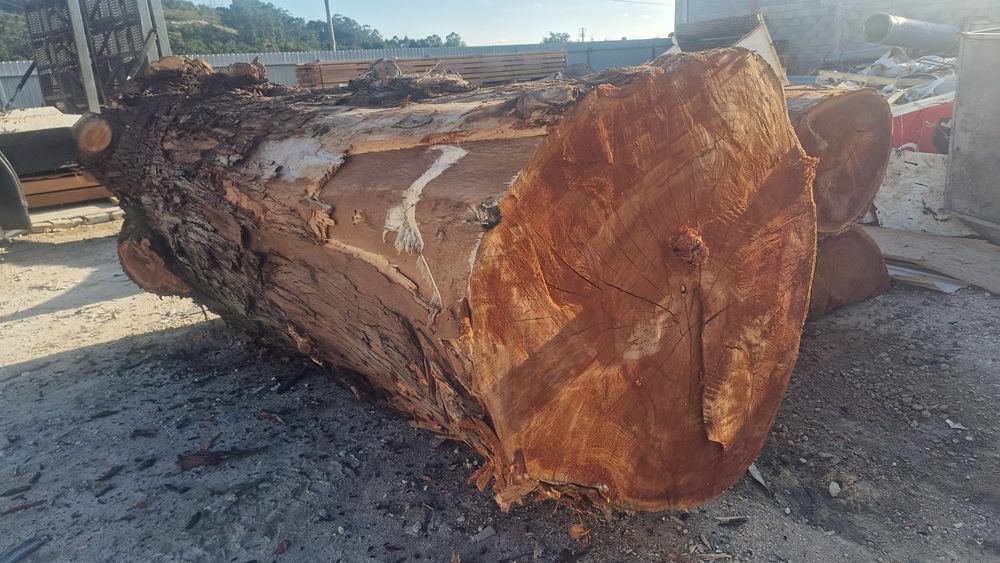 Lote de troncos paus para tampos de mesas rusticas carvalho cedro euca