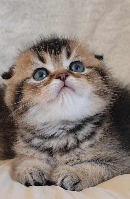 Fêmea Scottish Fold Golden Tabby (dourado tigrado) com alta qualidade de raça.