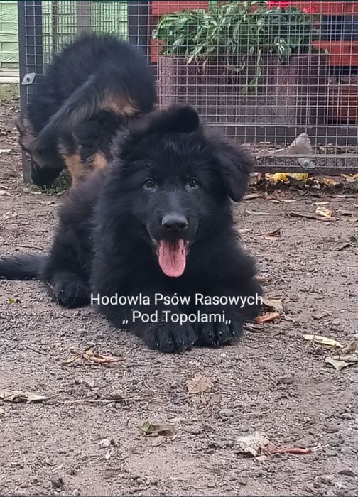 POTĘŻNY/Owczarek niemiecki długowłosy