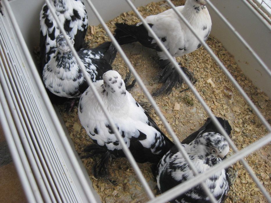 Gołębie Motyle czarne