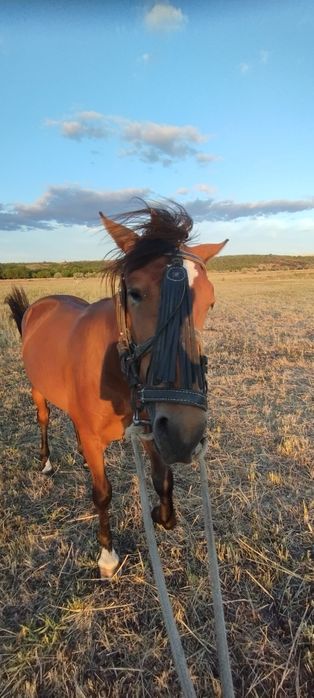 Молодий жеребець породи рисак