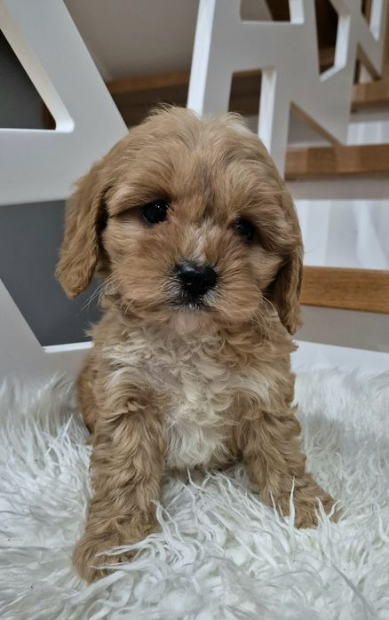 Cavapoo Sunia  gotowa  do odbioru
