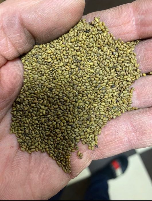 Люцерна насіння, люцерна семена