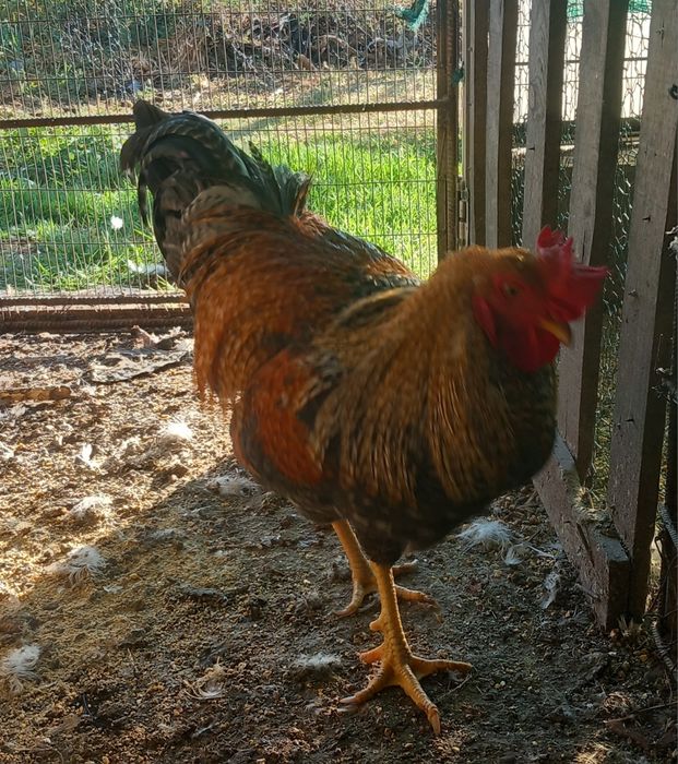 Casal olive egger.