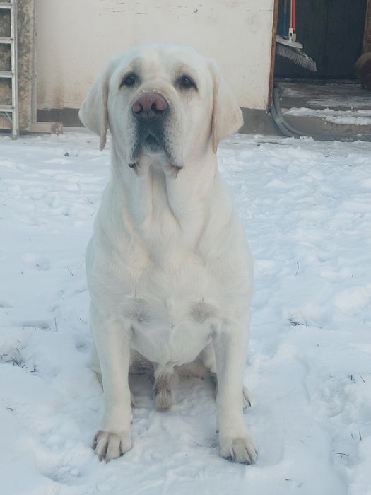 Вязка  Лабродор ретривер