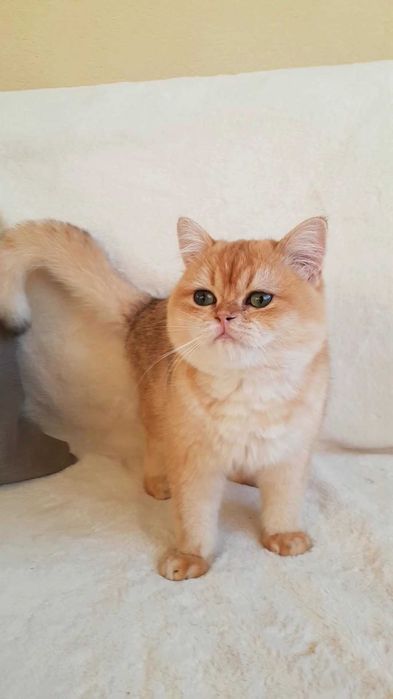 Шикарний хлопчик золота шиншила ny 12 зелені очі