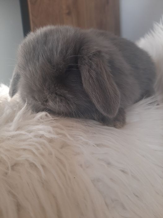 Króliki baranek miniaturka karzełek mini lop