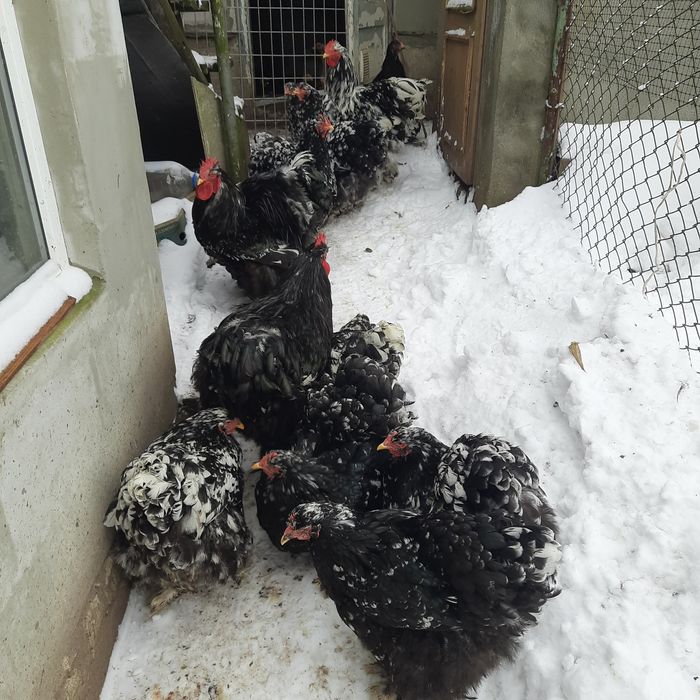 Кури.Мармуровий кохінхін.