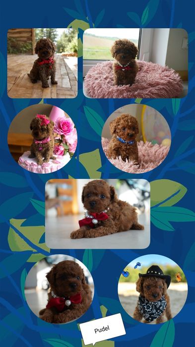 Reproduktor Pudel Toy Red Braun ( certyfikat )