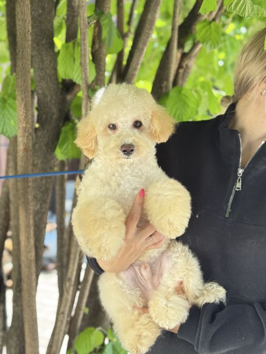 Мальтипу мальчик