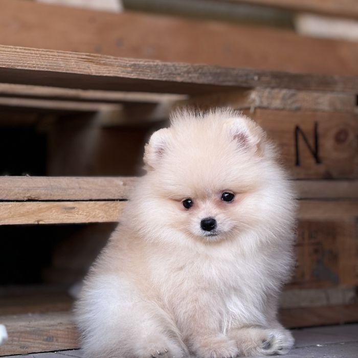 Хлопчик шоу класу тип ведмедика