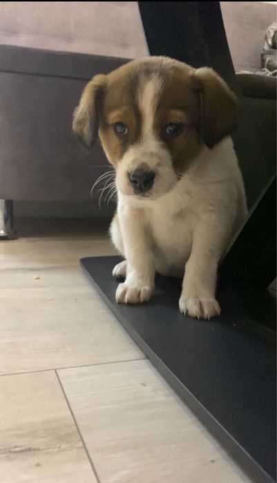 Безкоштовно віддам цуценя