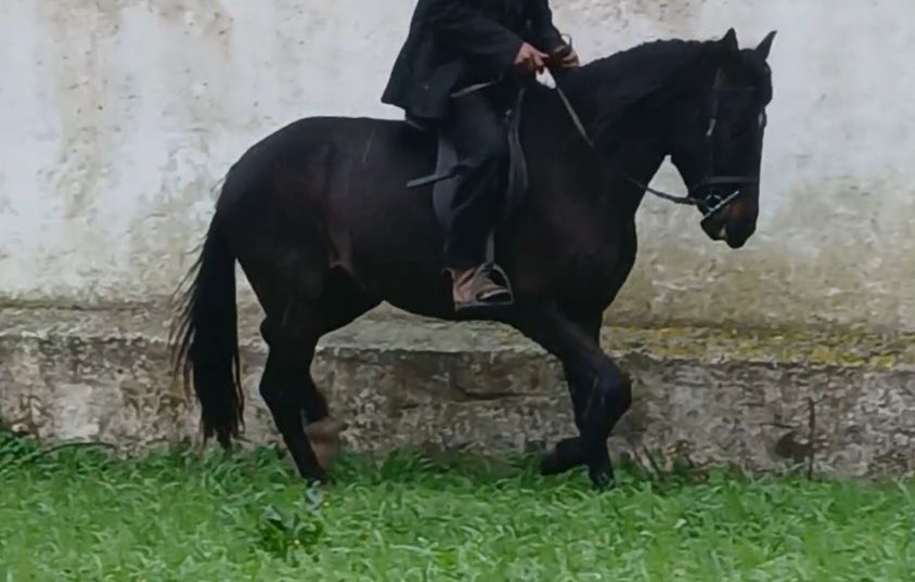 Poldro crusado de lusitano