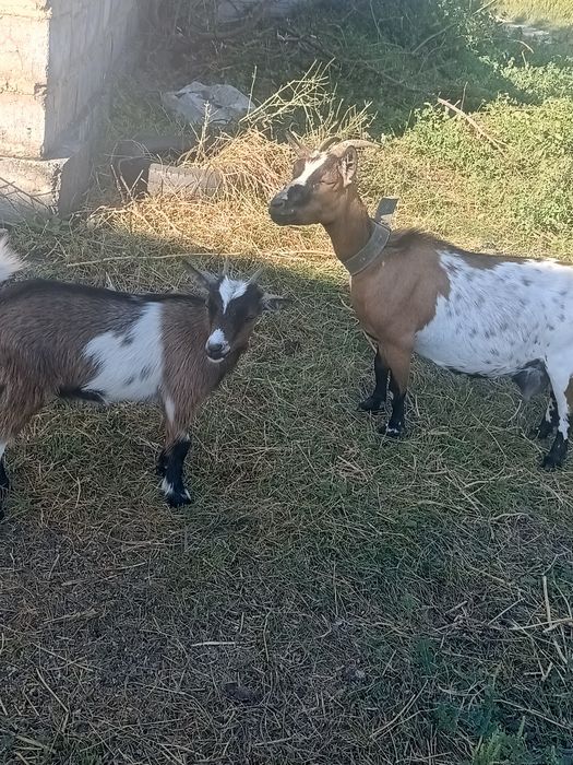 Камерунская семья