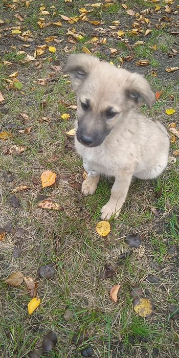 Хлопчики шукають родину