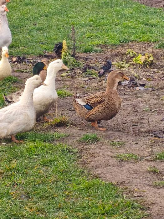 Kaczki ruańskie ,elesbury ,piżmowe czekoladowe