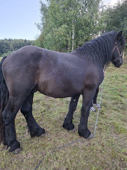 Sprzedam ogiera zimnokrwistego