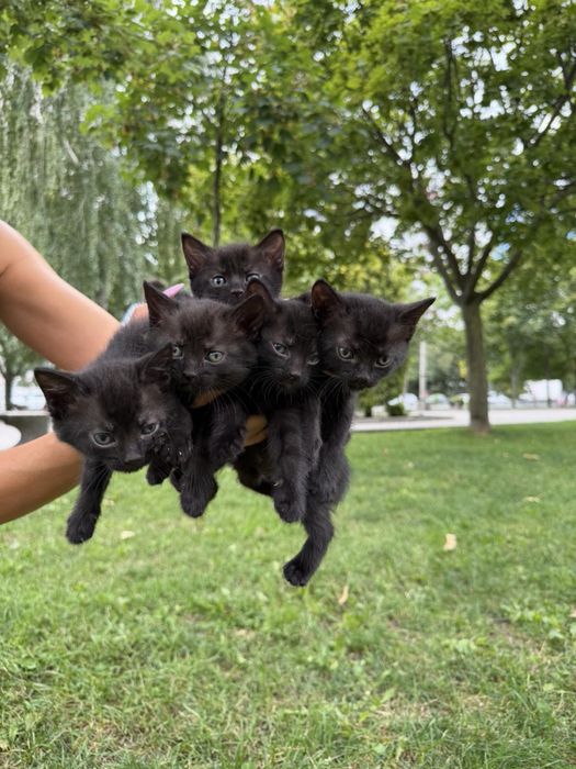 Бесплатно котята
