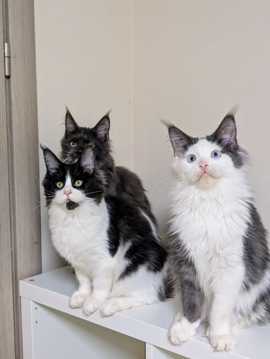Ciri kotka Maine Coon. Opcja hodowlana. Zapraszamy