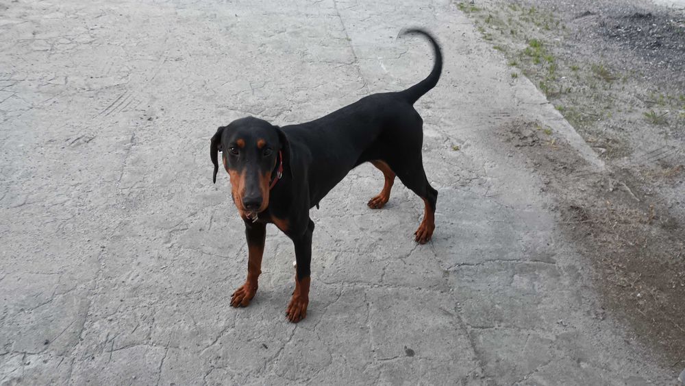 Doberman suka stróżująca, metryka