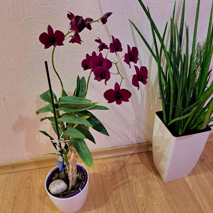 Домашні орхідеї сортові