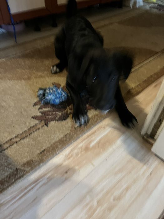 Віддаю собаку і добрі руки. Вік 4 місяця. Сучка