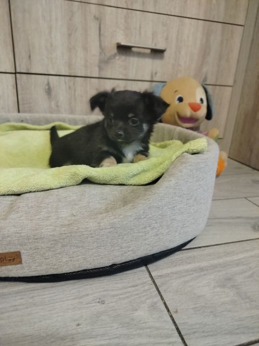 Śliczne szczenię -Chihuahua