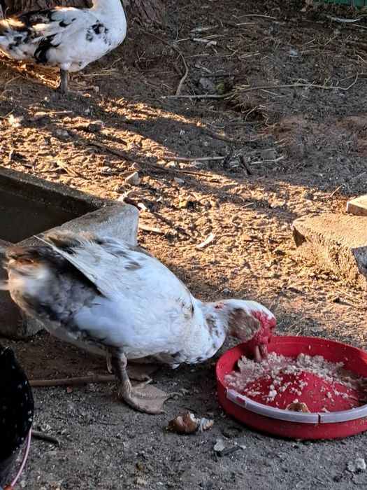 Patos mudos para venda
