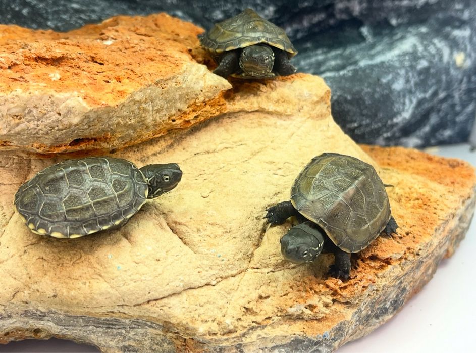 Żółw chiński żółwie chińskie Poznan