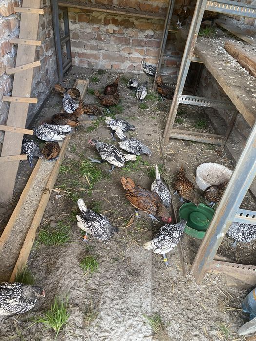 Продам курей сібрайта