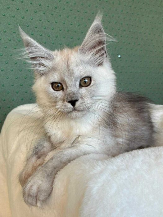 Kotka Maine coon czarna ze srebrem shaded