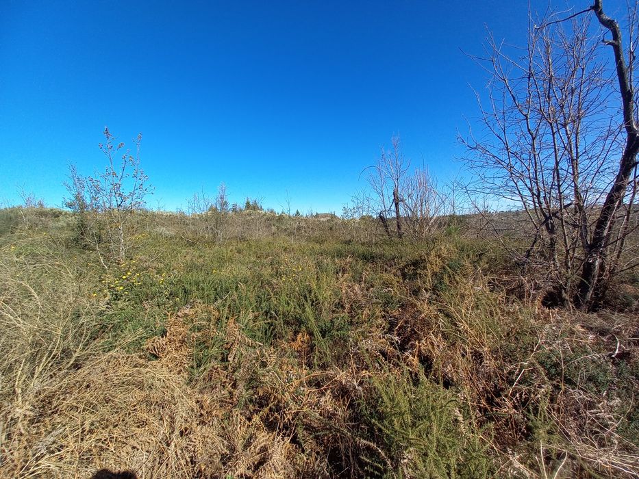 Terreno Rustico - 2.5 hectares - Travanca de Lagos