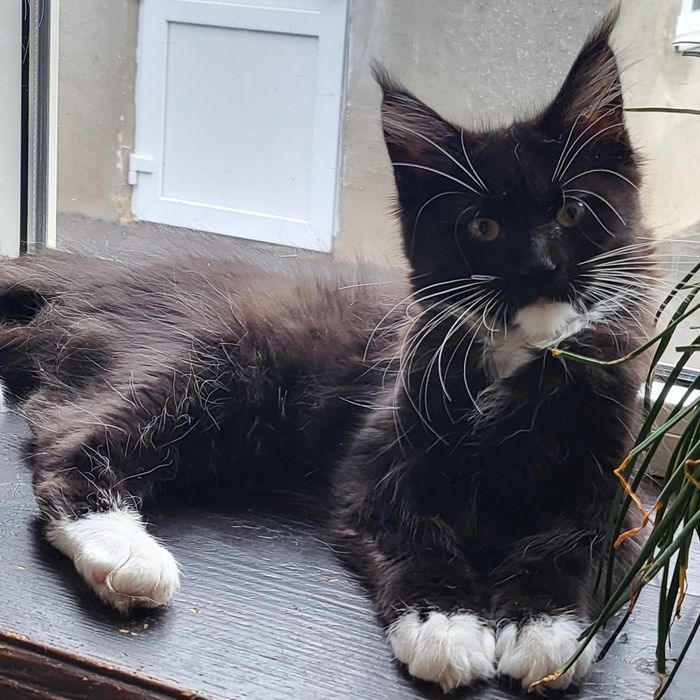 Котята Мейн-кун, девочки,3 месяца,питомник