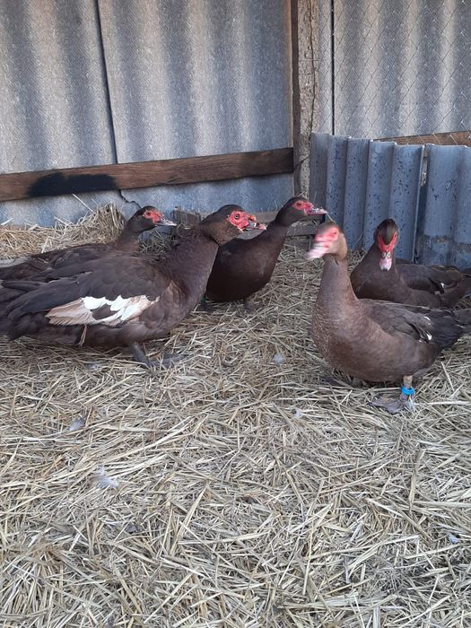 Мускусні качки важка лінія, та руанської породи.