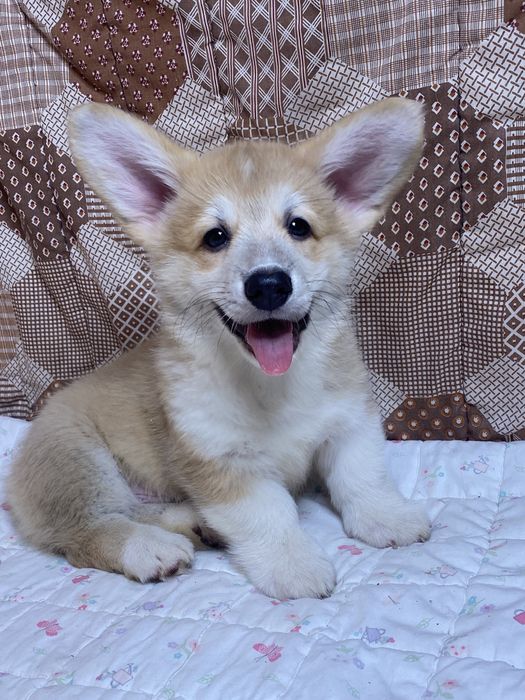 Мальчики Вельш-корги пемброк