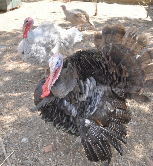 Tenho para venda ovos galados de peru/fracas/gansos