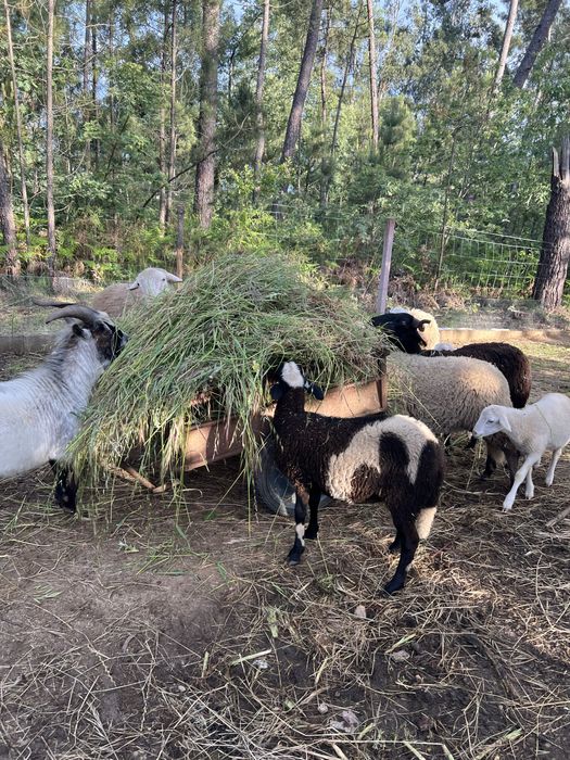 Borregas/Ovelhas
