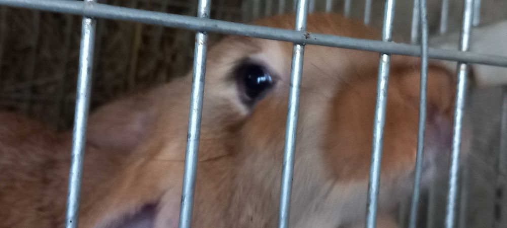 Vendo coelhos de raça grande