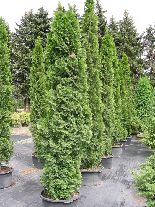 Tuja Szmaragd 300-400 cm w donicach 90l